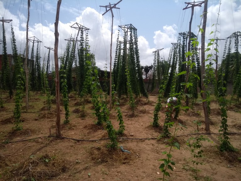 Plantação de lúpulo em Monte Alegre-RN