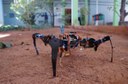 Protótipo ainda precisa de mudanças para ser aplicável (Foto: Regivano Oliveira)