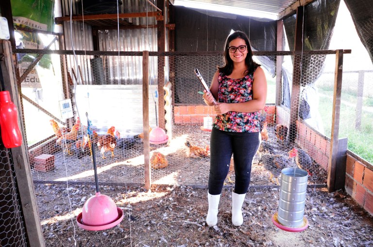 produção de frago caipira - foto de Gladson Caldas 002.jpg produção de frago caipira - foto de Gladson Caldas 002.jpg