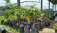 mudas de árvores nativas da caatinga cultivadas no campus de Crateús