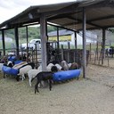 Setor produtivo de ovinos e caprinos