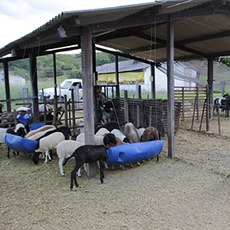 Setor produtivo de ovinos e caprinos