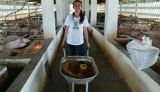 Fabrina pesquisa a área de suinocultura.