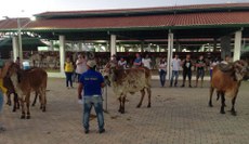 Alunos participam do julgamento de raças.