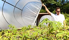 As plantas passam por uma câmara de propagação