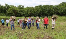 Em março, agricultores receberam manivas no campus