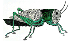 Sebastião de Paula - gafanhoto-xilogravura.jpg