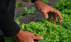 Horta