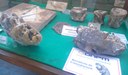 Mostra de fósseis na Mocica.jpg