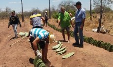 Cultivo de palma forrageira é potencial para região semiárida