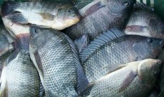 O Ceará é um dos maiores produtores de tilápia do Brasil