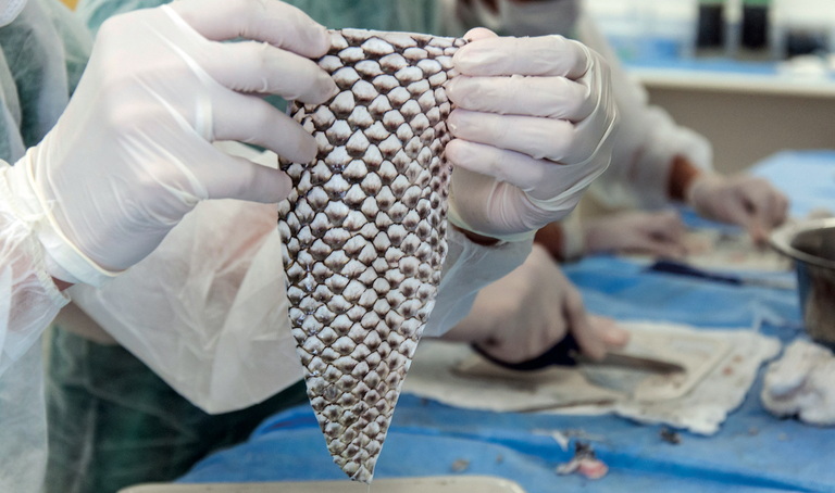 070-073_Pele-de-tilápia_280-0.png 070-073_Pele-de-tilápia_280-0.png