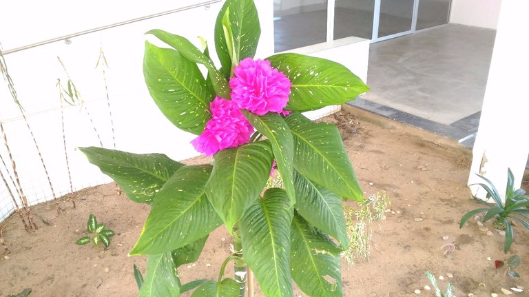 ROSA1 ROSA1