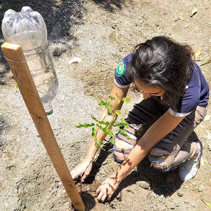Ação Replantio.jpg