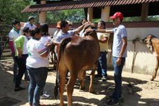 Alunos de Agronegócio conheceram processos de ordenha, manejo de animais, suas diferentes raças e alguns tipos de rações