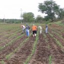 Plantio de milho e leguminosa associado ao cultivo do capim para pasto de cordeiros terminados