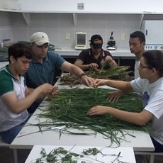 Pesquisadores iniciam a fase de coleta e processamento de amostras e dados do Sistema de Integração Lavoura-Pecuária