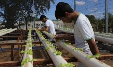 Estudantes de Agronegócio pesquisando o plantio de alface no sistema hidropônico