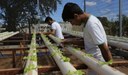 Estudantes de Agronegócio pesquisando o plantio de alface no sistema hidropônico