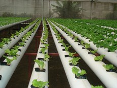 Cultivo hidropônico (Imagem:Arquivo).