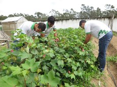 Estudantes em colheita