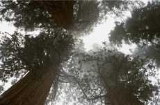 árvores da floresta