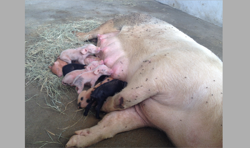 Numero animais 3 Numero animais 3