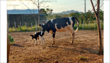 Mãe e filha passeando pelas instalações no fim da tarde 1